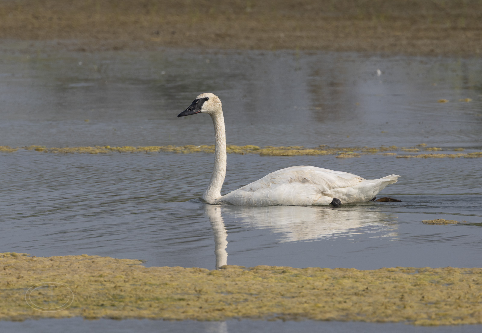 R7_E9976 Trumpeter Swan.jpg