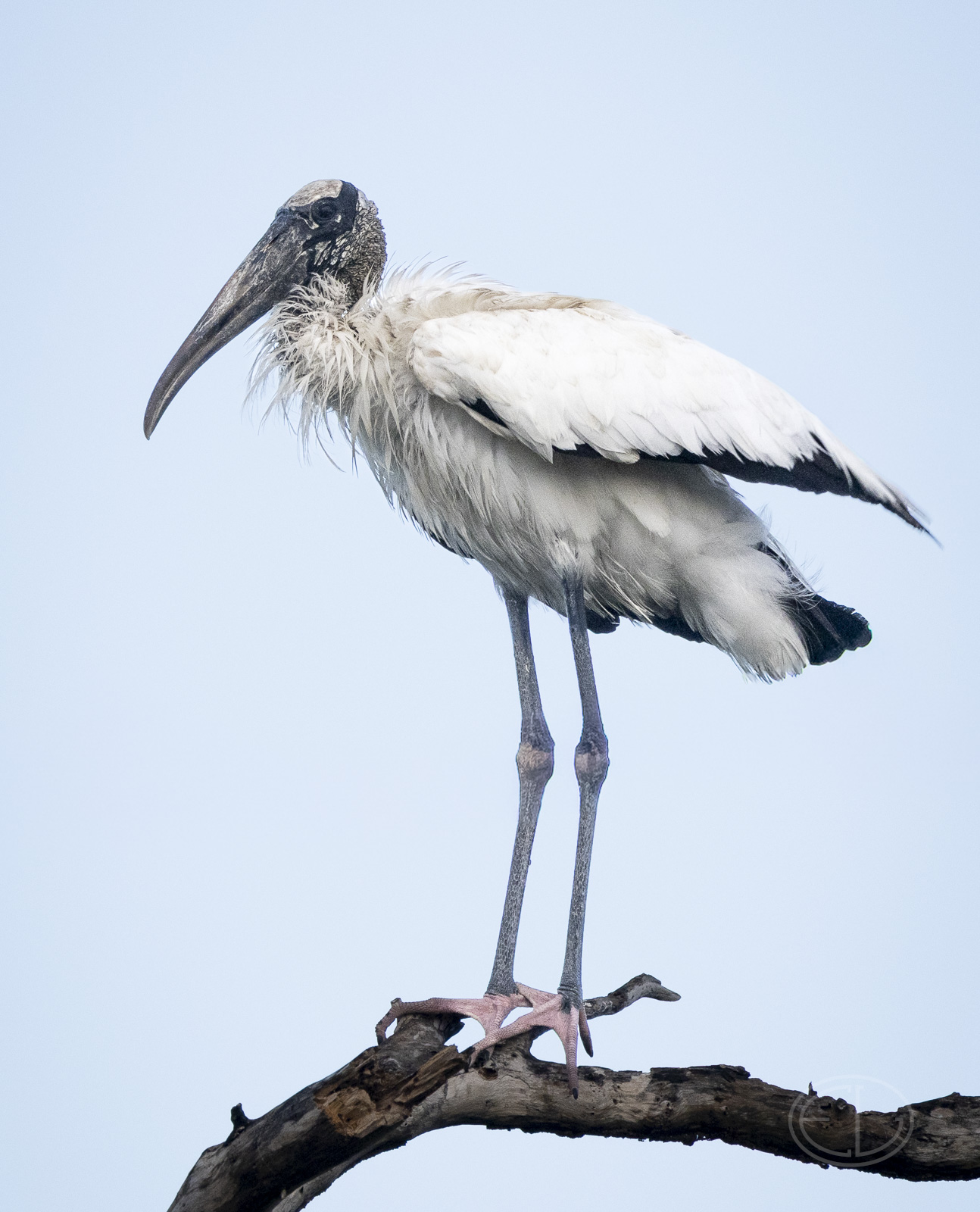 R7_F4792 Wood Stork.jpg