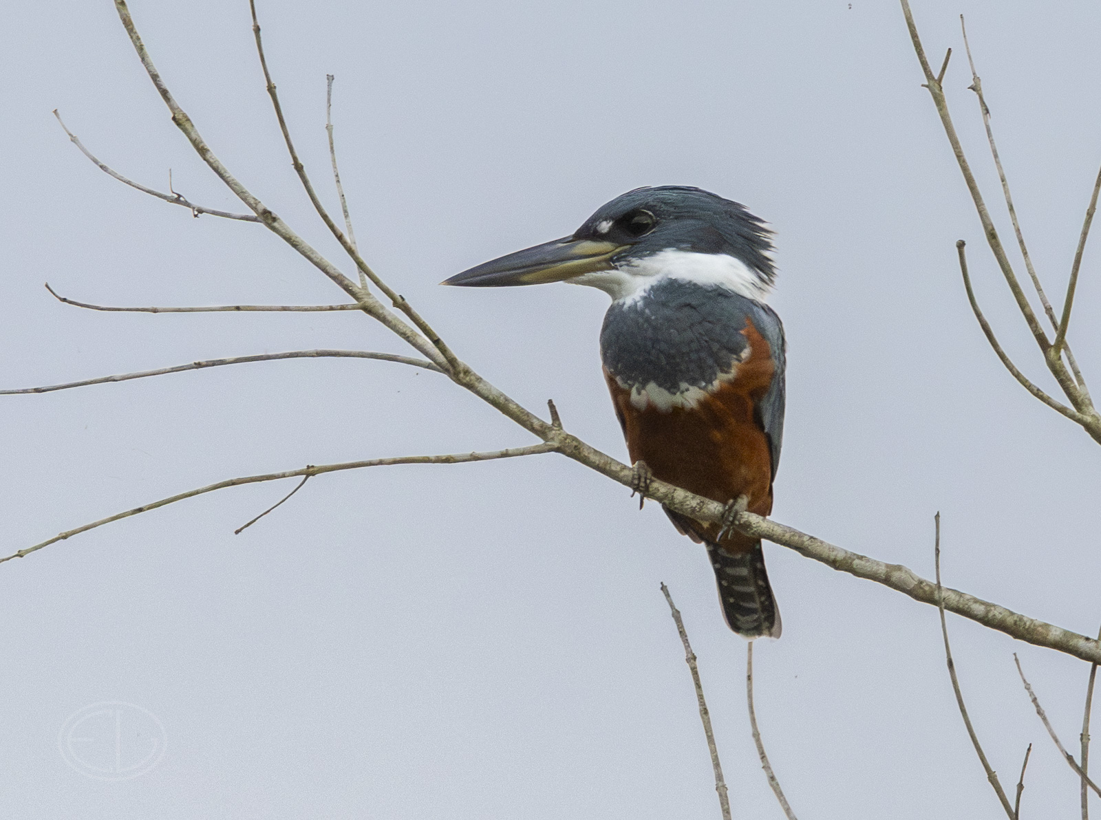 R7_F4929 Kingfisher.jpg