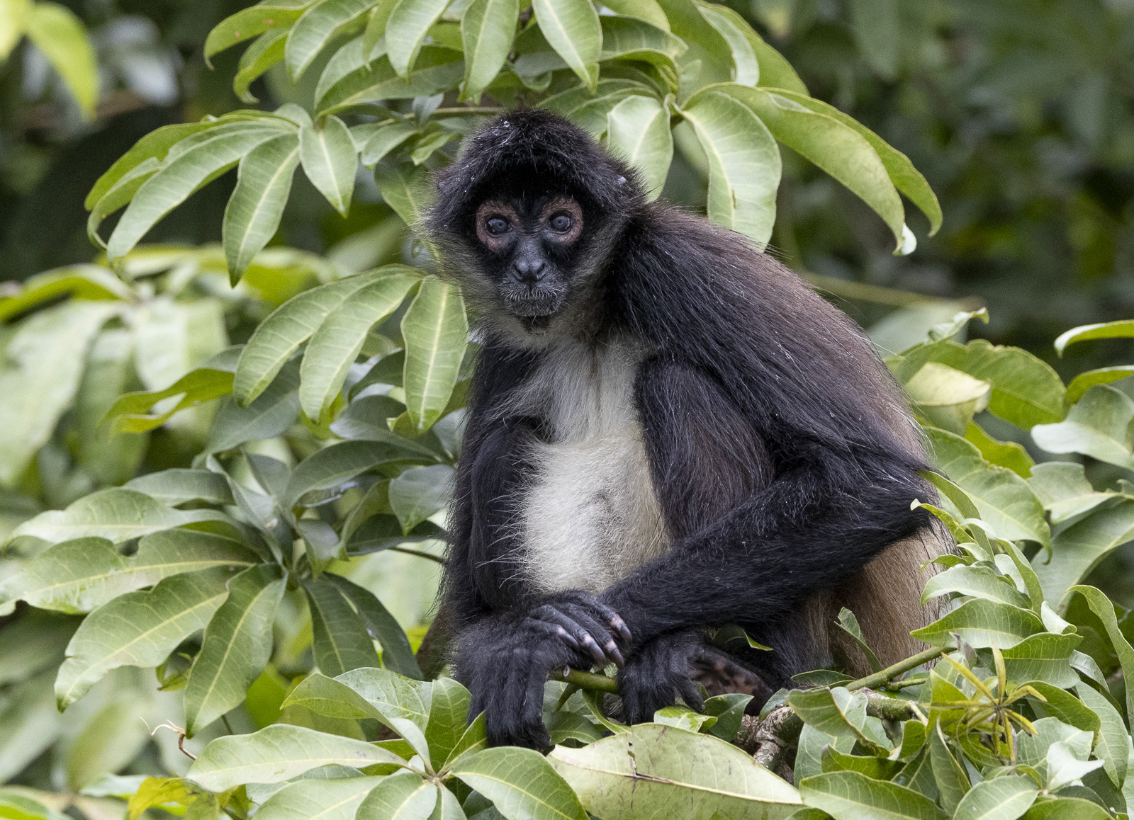 R7_F6275 Spider Monkey.jpg