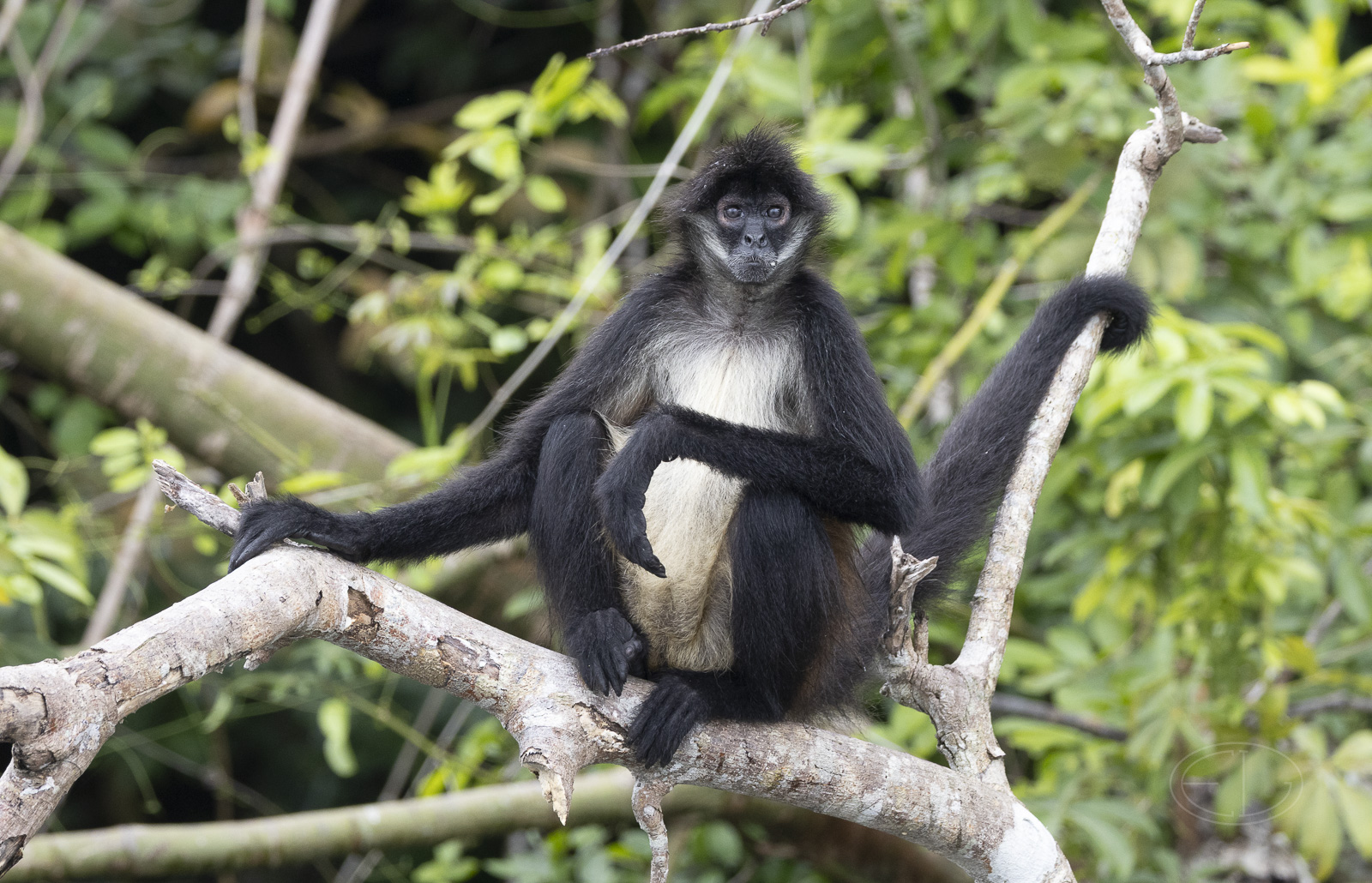 R7_F6346 Spider Monkey.jpg
