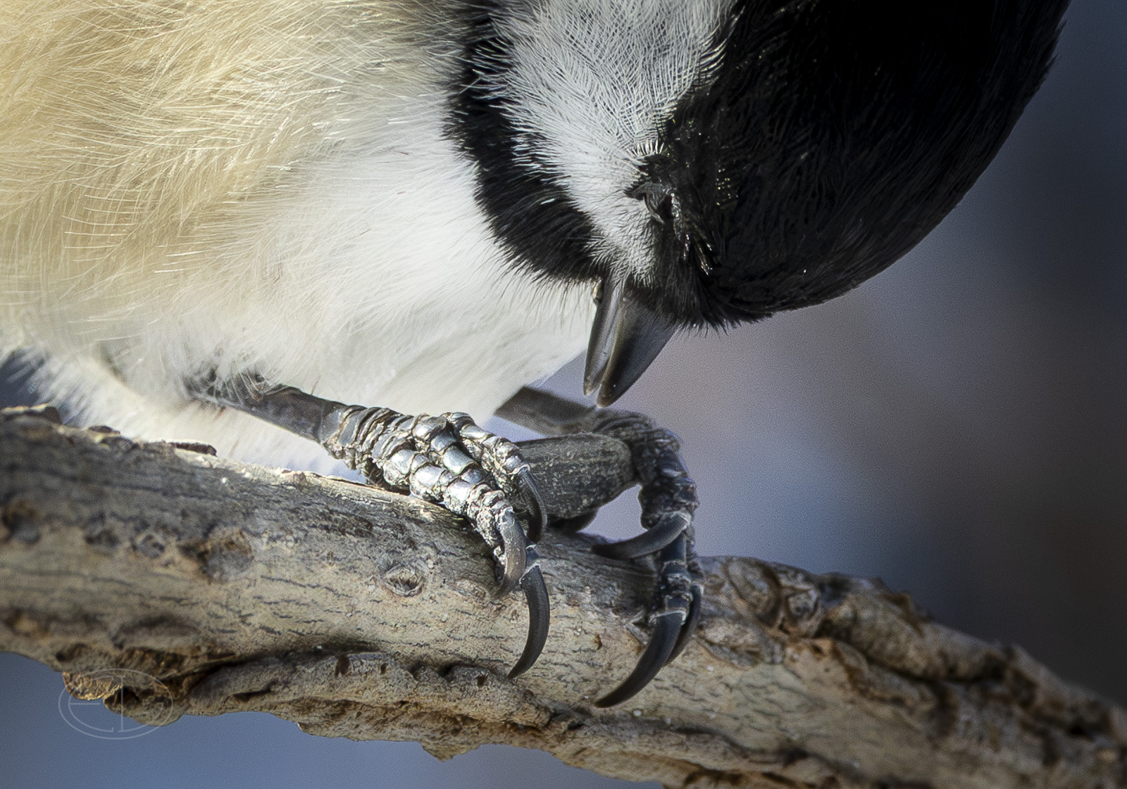 R7_G0232 Chickadee.jpg