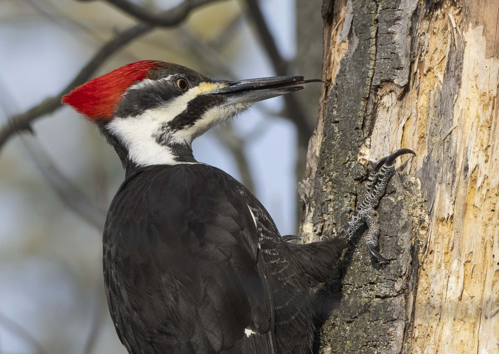 R7_G0315 Pileated Woodpecker.jpg