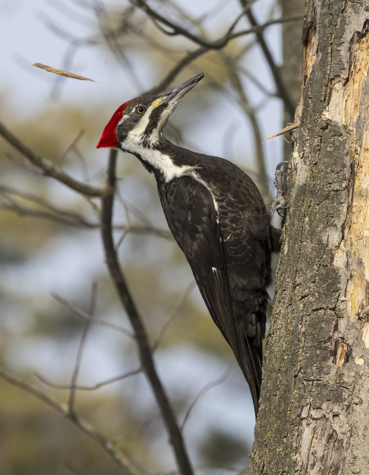R7_G0328 Pileated Woodpecker.jpg