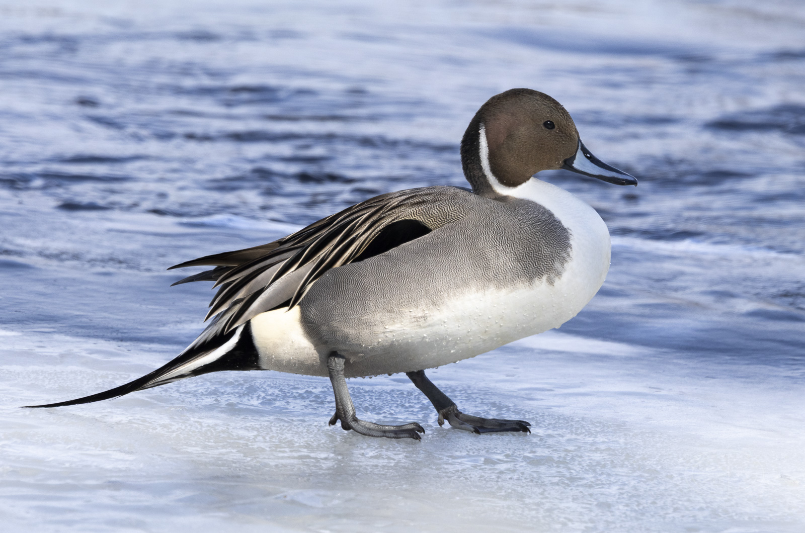 R7_G0664 Northern Pintail.jpg