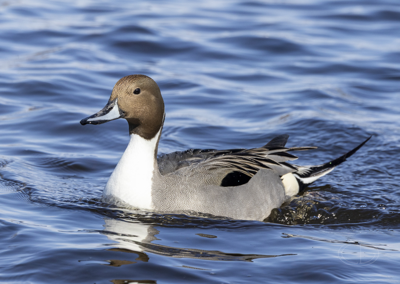 R7_G0776 Northern Pintail.jpg