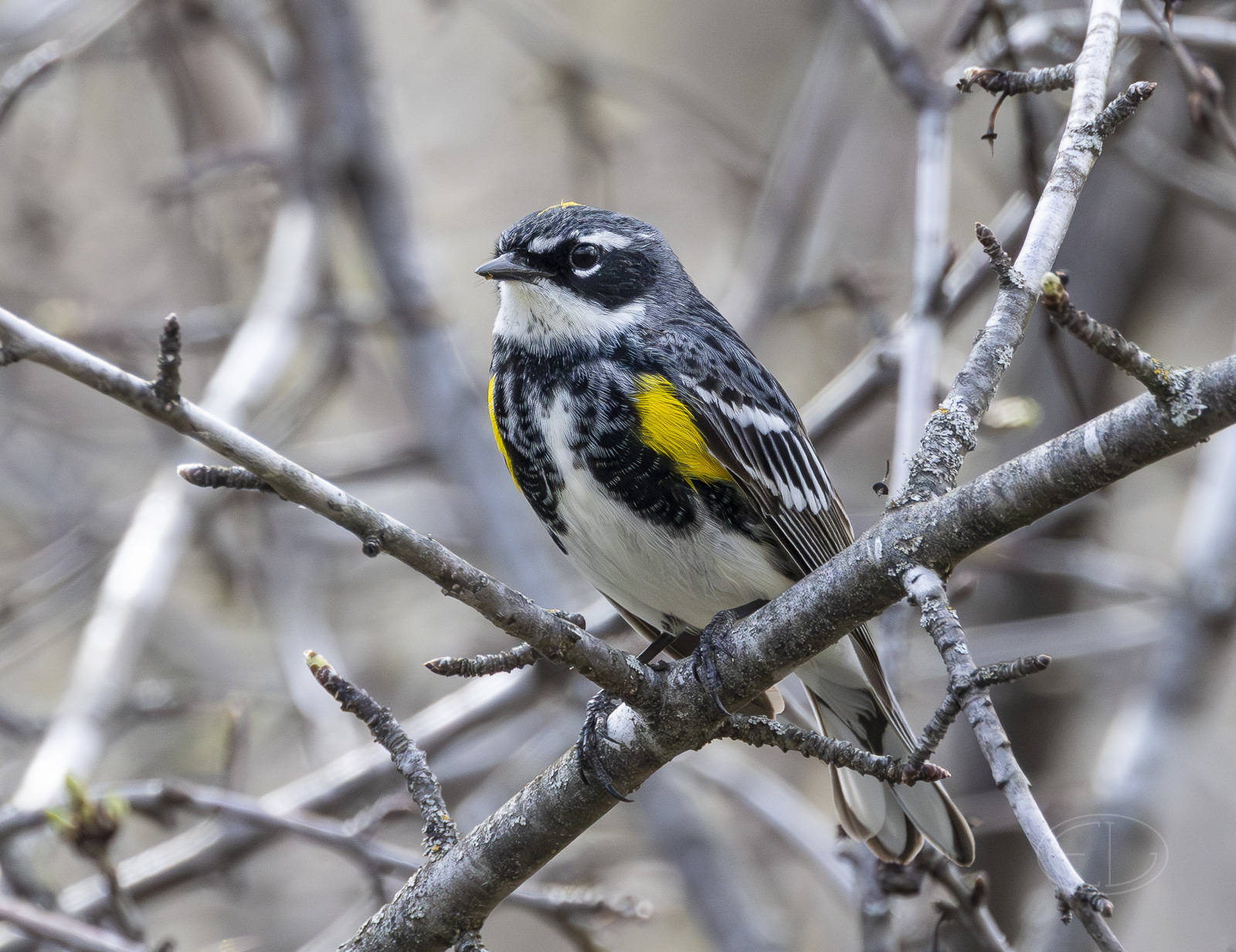 R7_G3366 Yellow-rumped Warbler.jpg