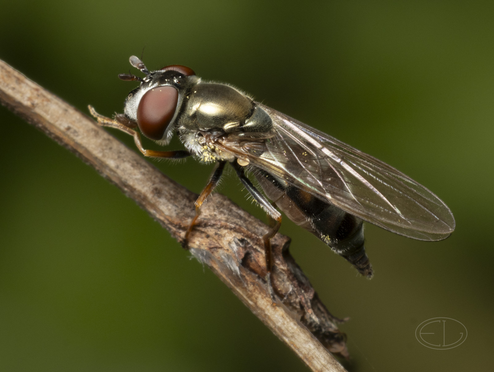 R7_G4174 Hoverfly.jpg