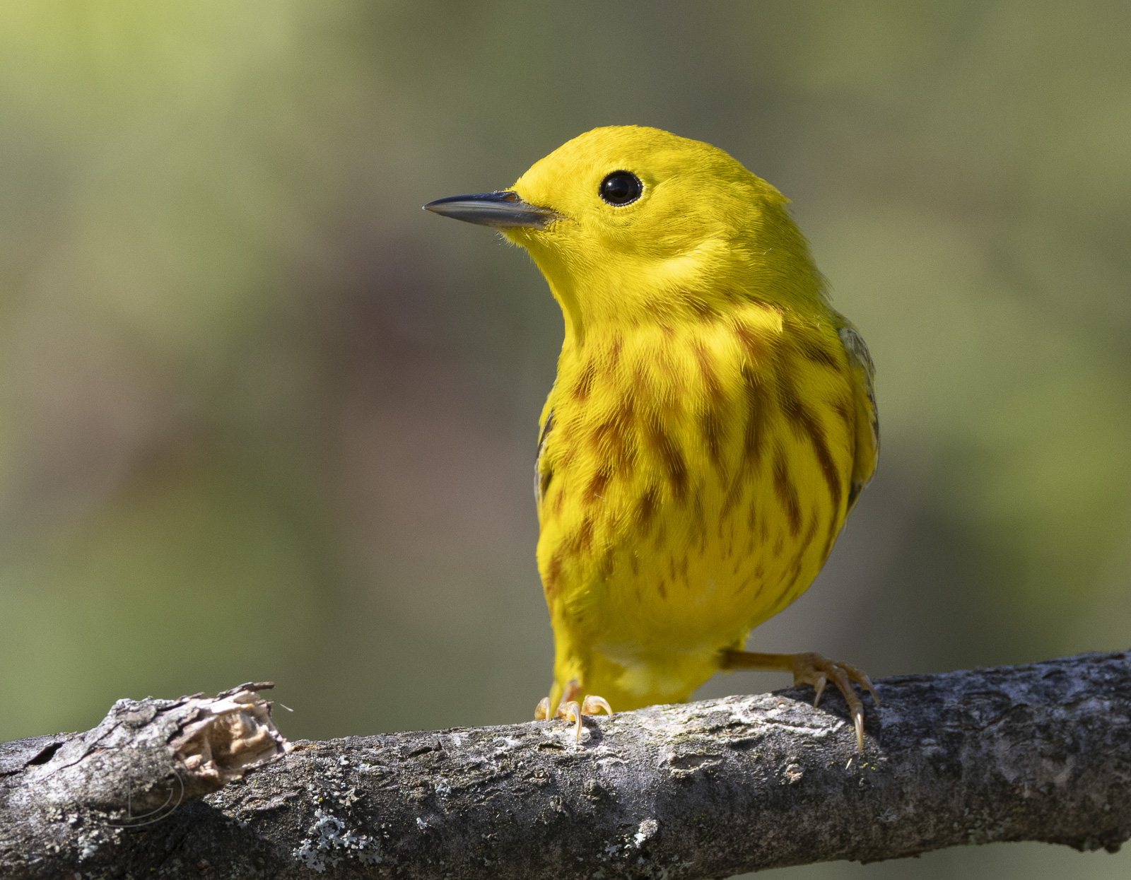 R7_G6641 Yellow Warbler.jpg