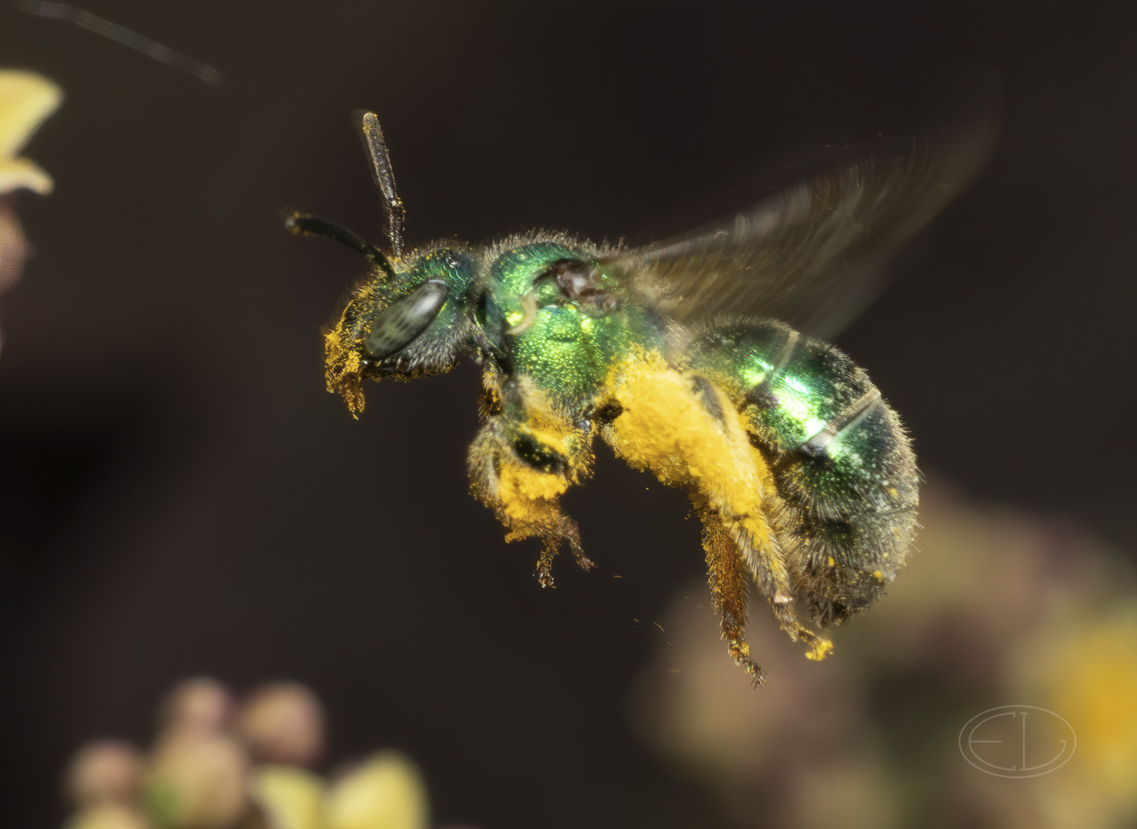 R7_G7150 Metallic Green Sweat Bee-Edit.jpg