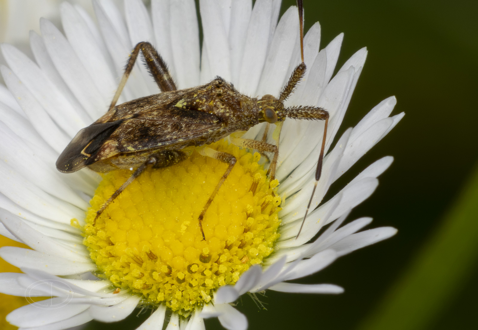 R7_H0306 Clouded Plant Bug.jpg