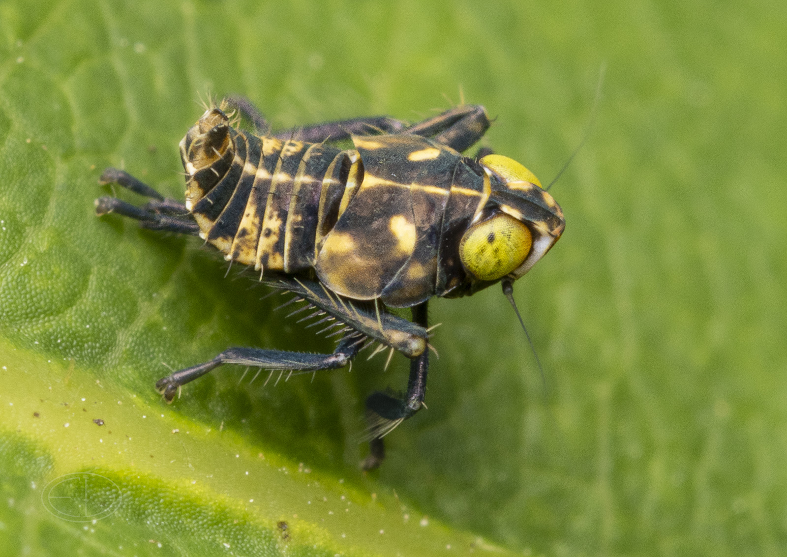 R7_H0358 Coppery Leafhopper, Jikradia olitoria.jpg