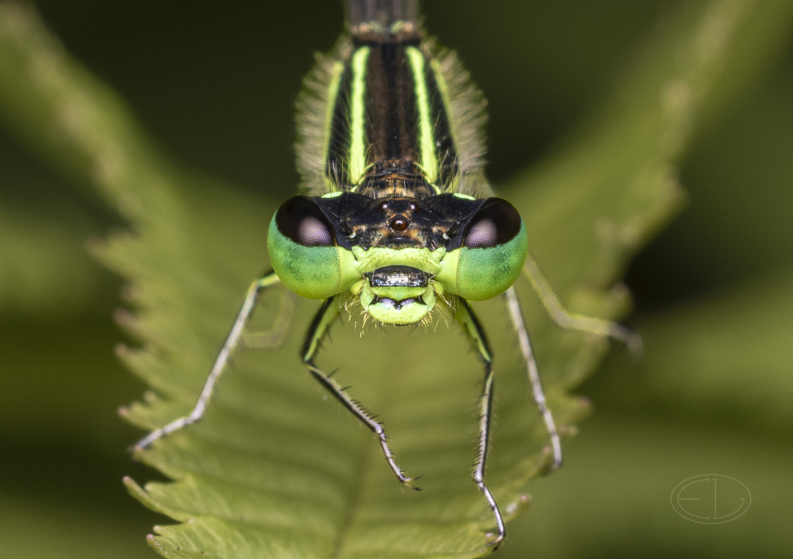 R7_H0933 Damselfly.jpg