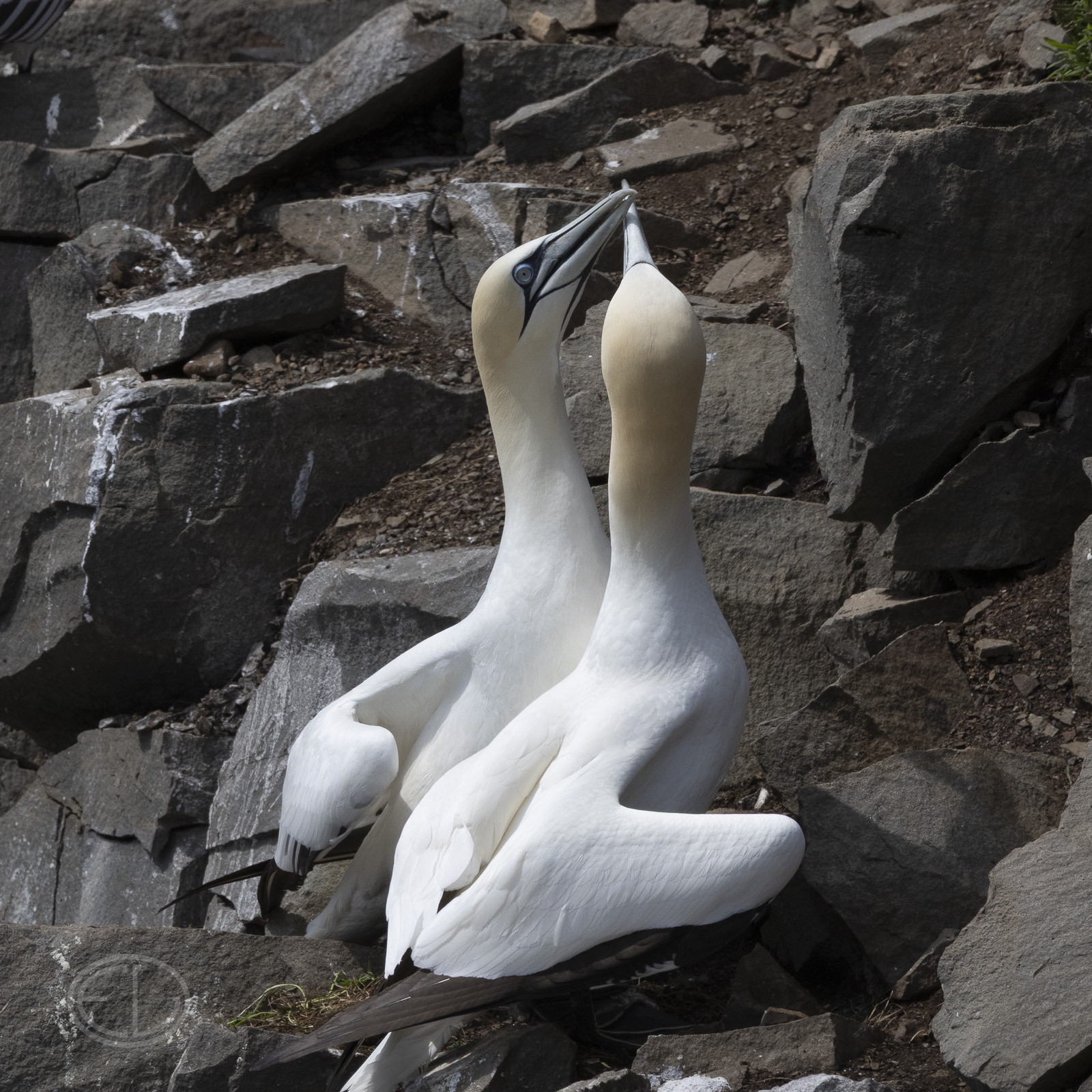 R7_H2745 Northern Gannet.jpg