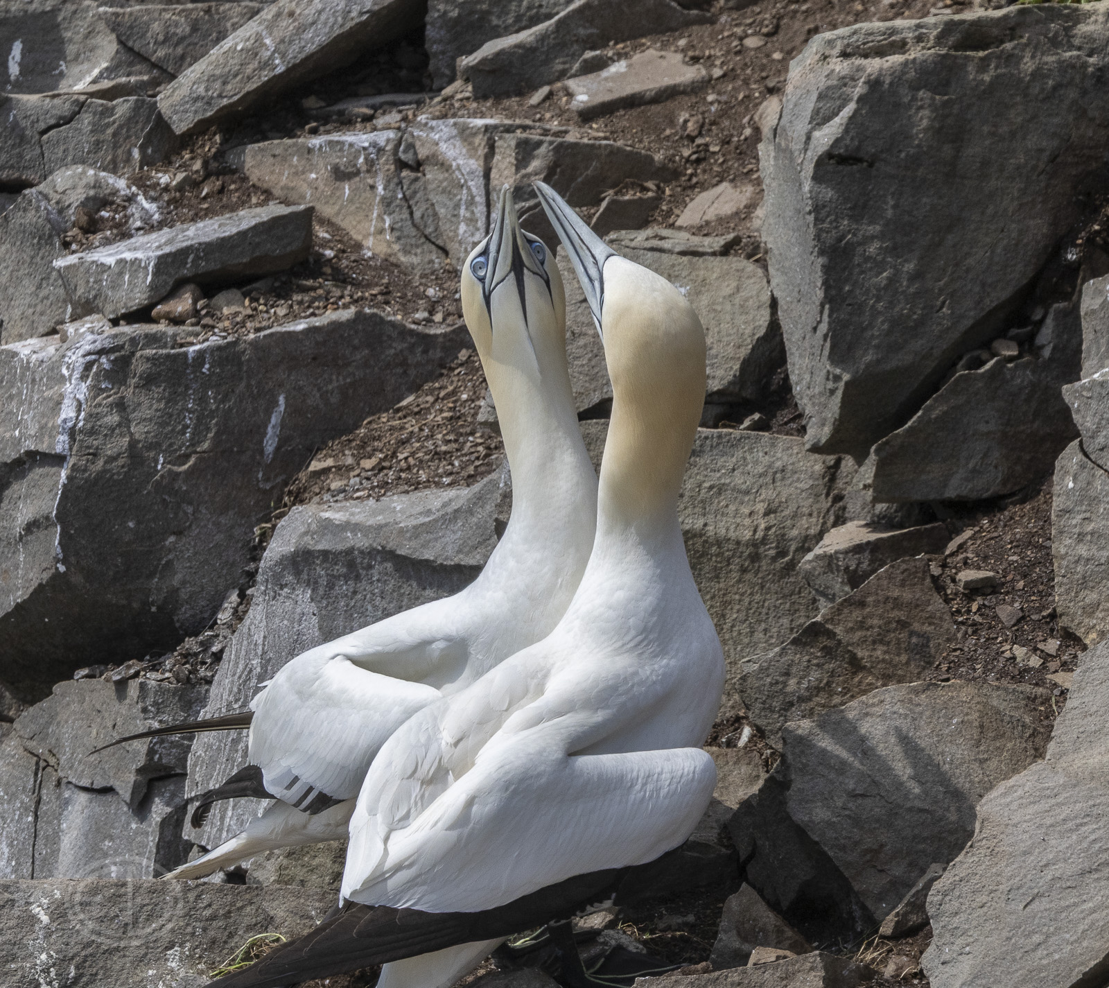 R7_H2749 Northern Gannet.jpg