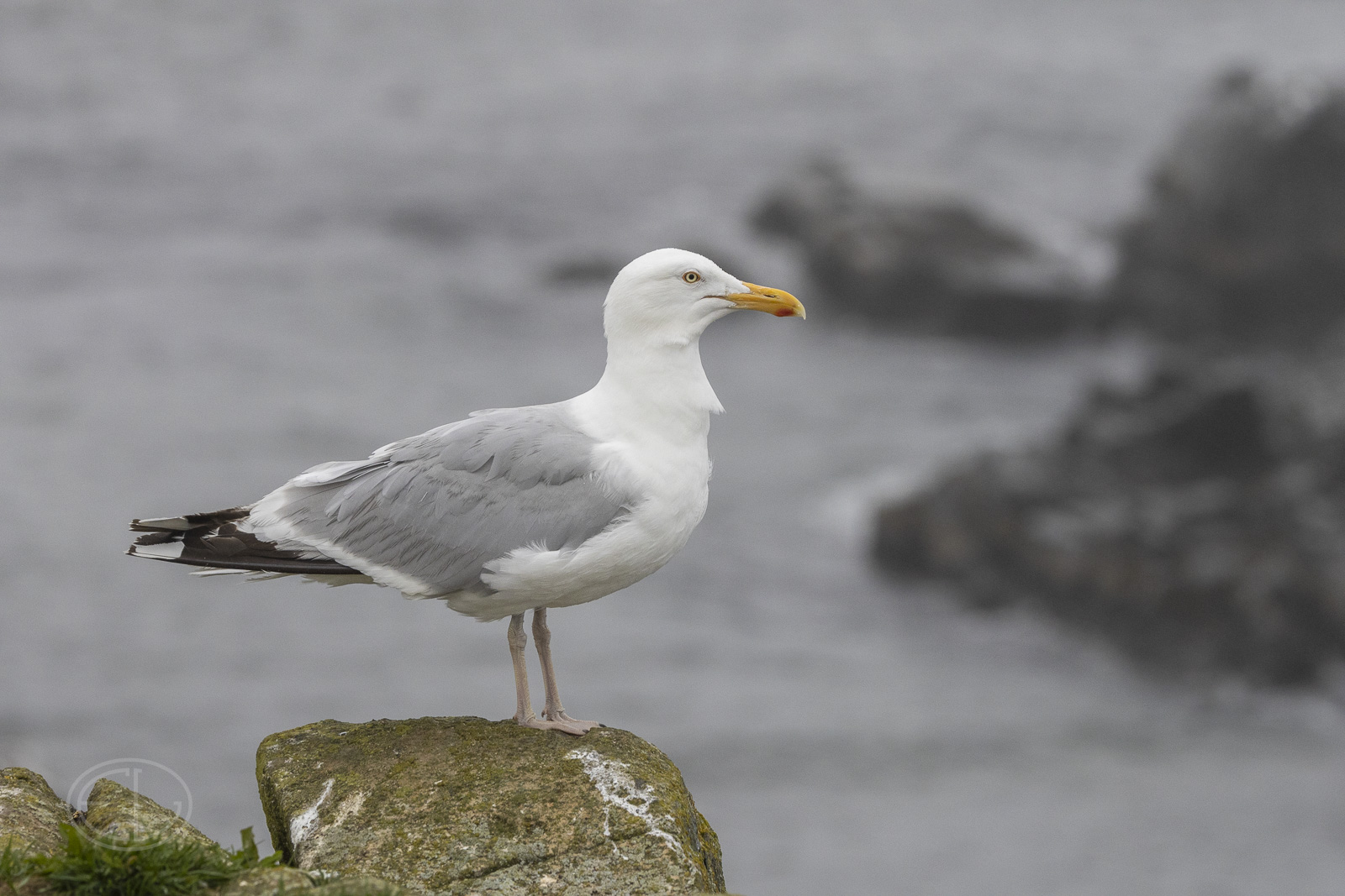 R7_H3450 Herring Gull.jpg