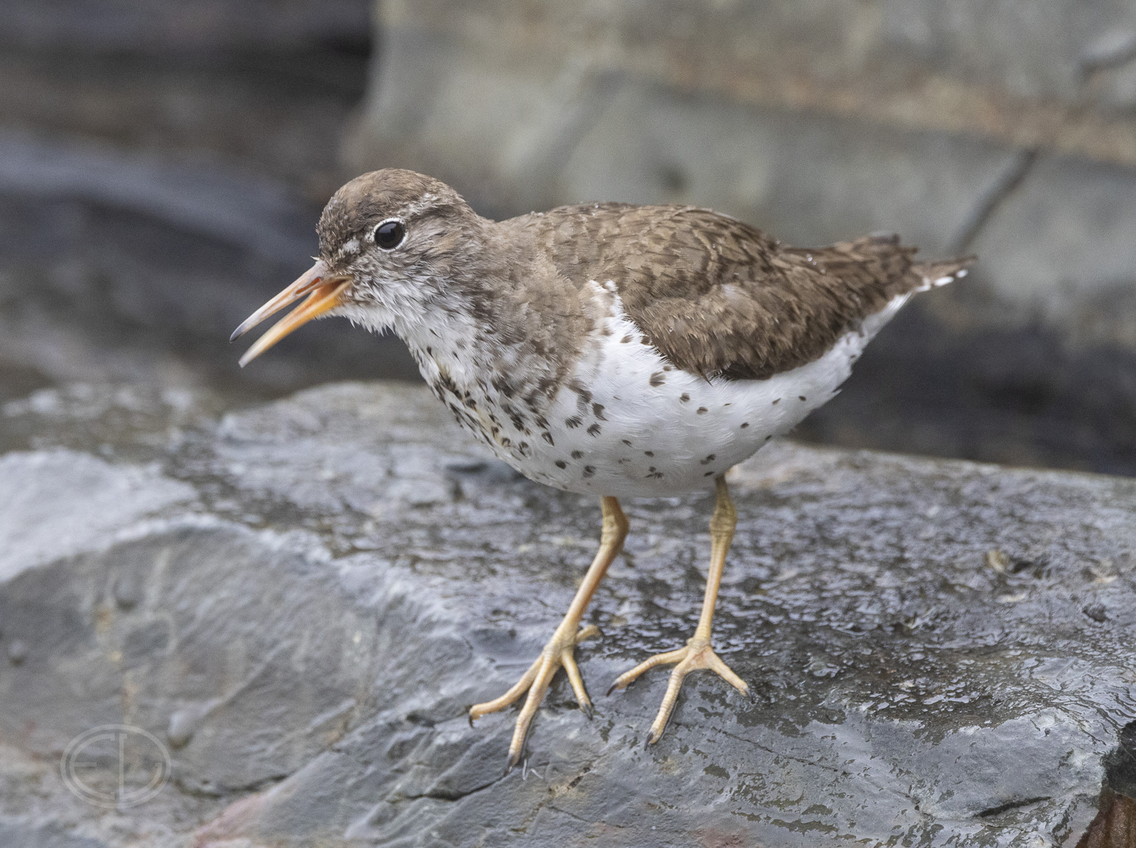 R7_H3690 Spotted Sandpiper.jpg