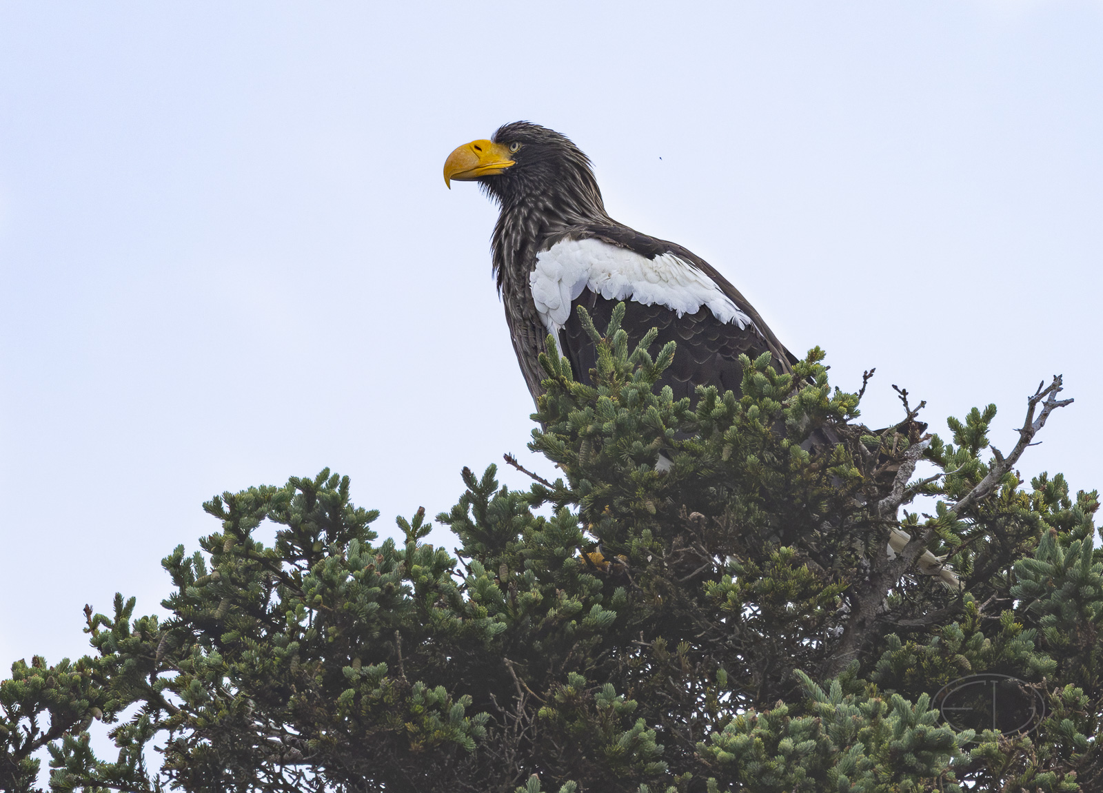 R7_H4618 Steller's Sea-Eagle.jpg