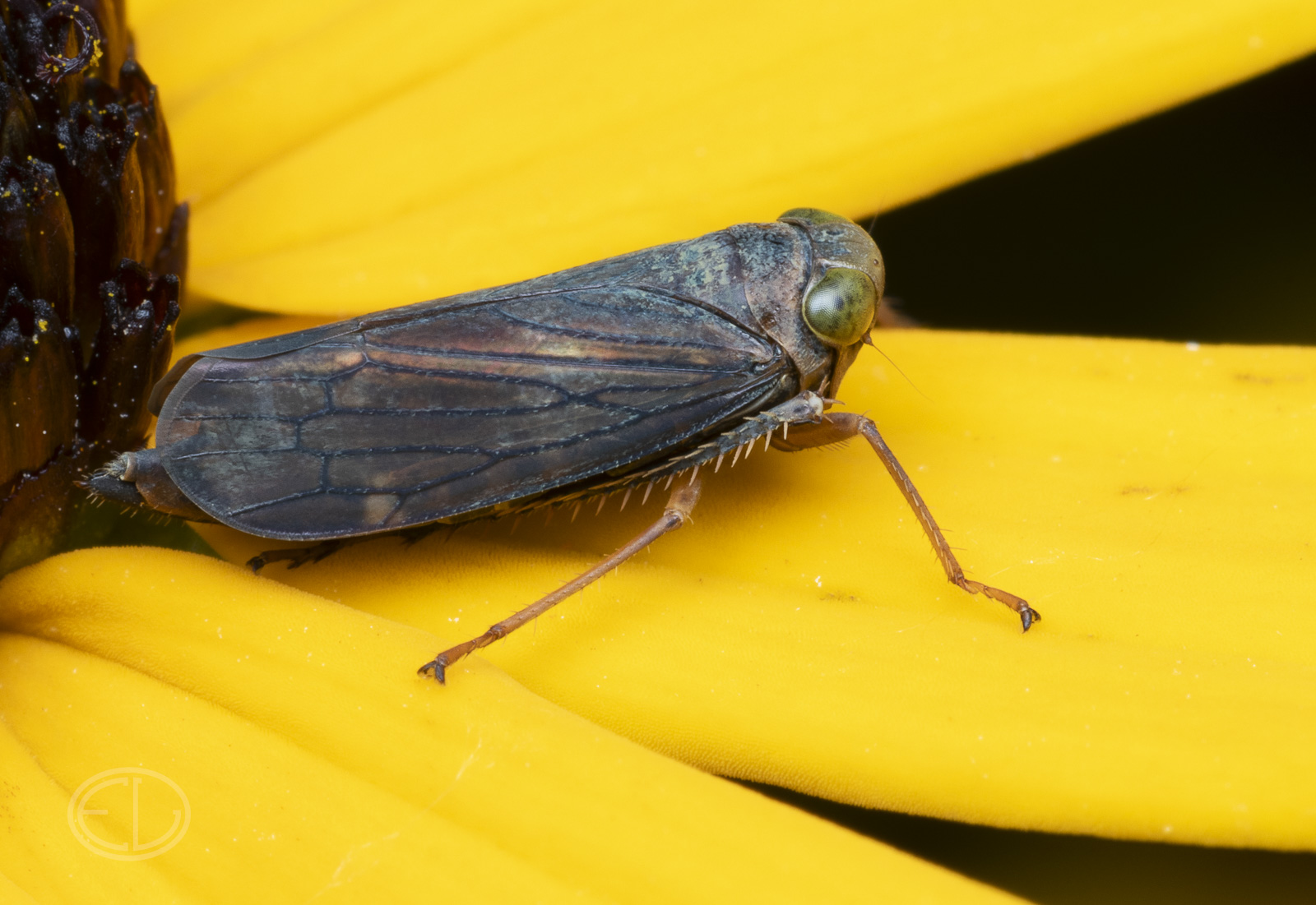 R7_H5129 Coppery Leafhopper.jpg