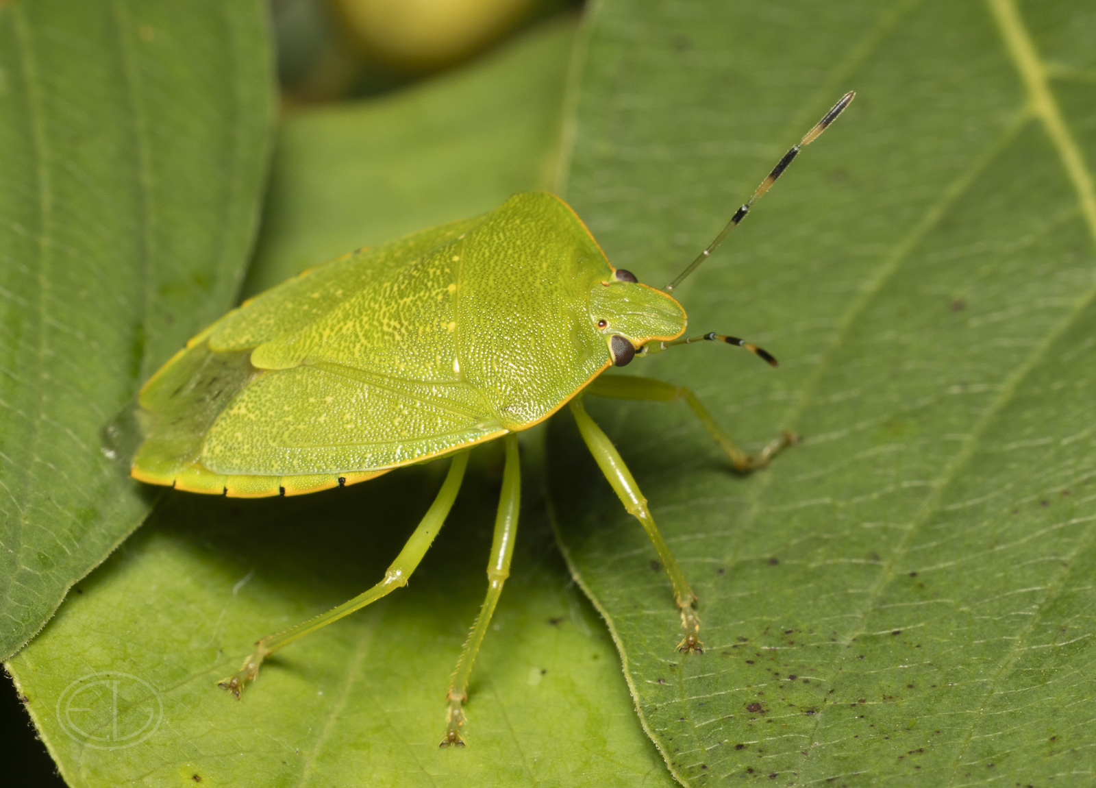R7_H5481 Green Stink Bug.jpg