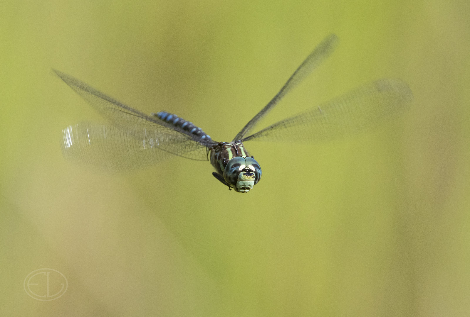 R7_H5582 Dragonfly.jpg