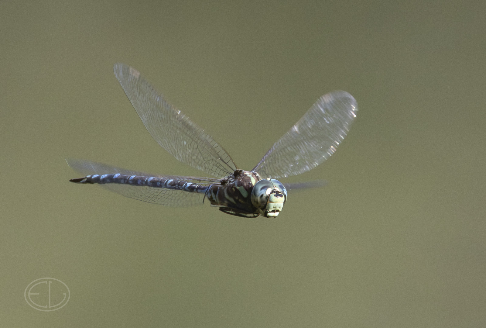 R7_H5617 Dragonfly.jpg