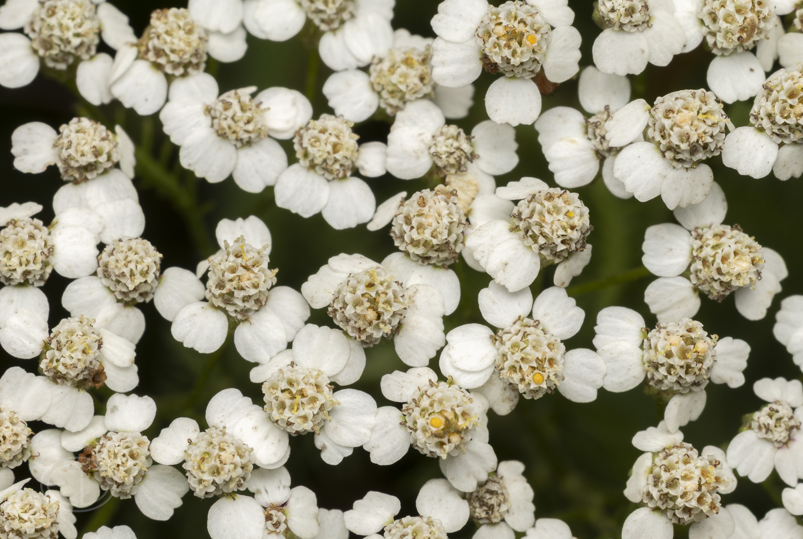 R7_H6084 Common Yarrow.jpg