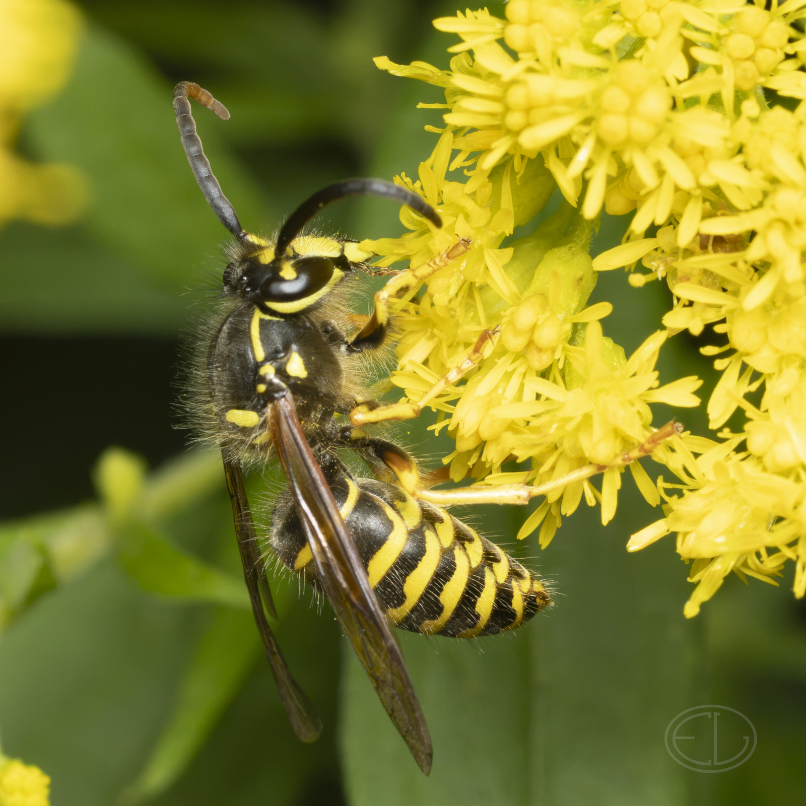 R7_H6095 Yellow Jacket.jpg
