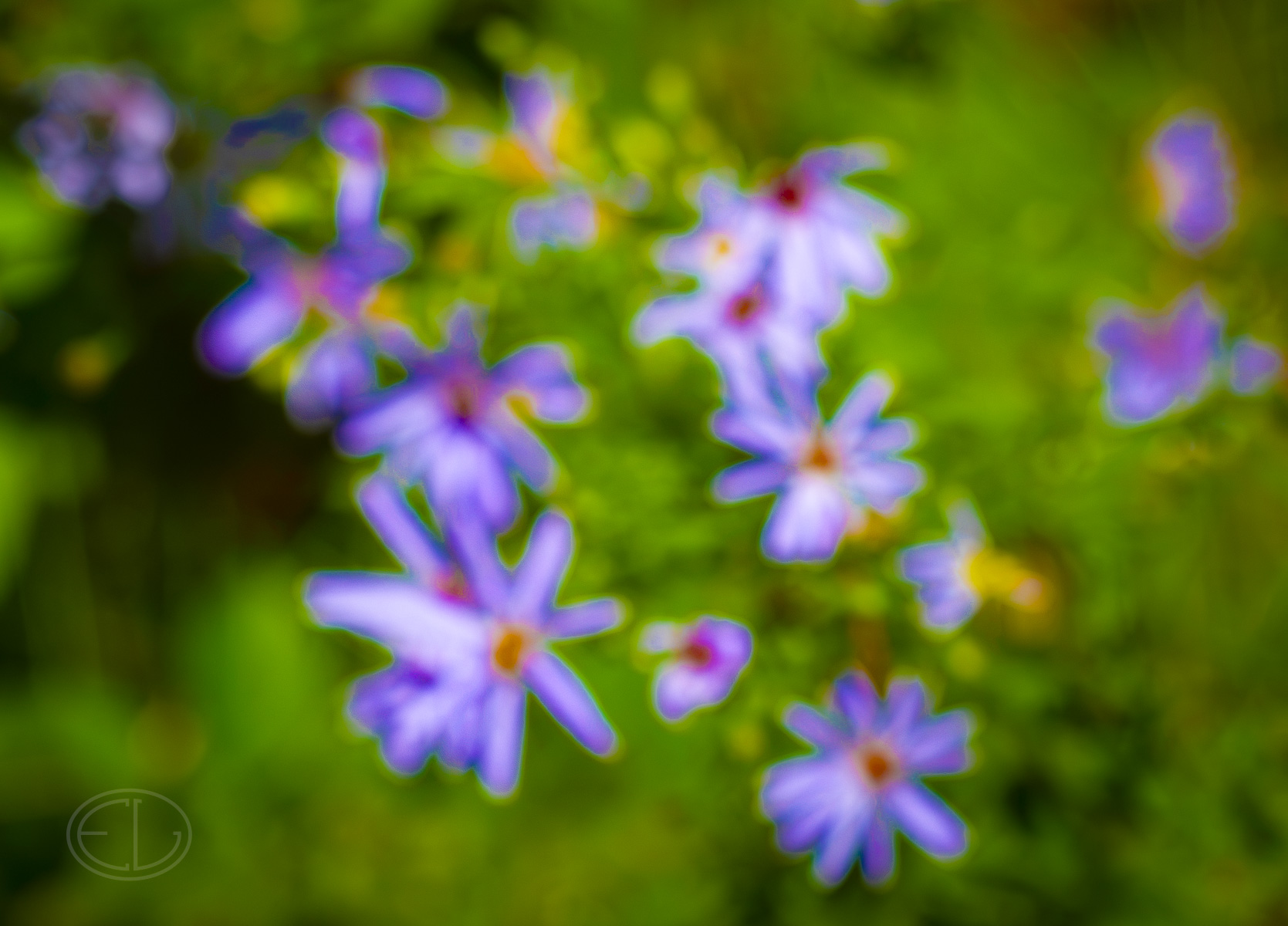 R7_H6172 Flowers.jpg