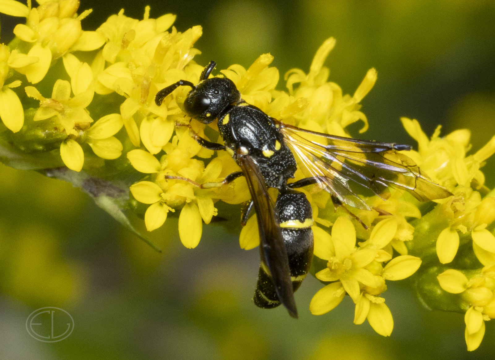 R7_H6186 Willow Mason Wasp (a kind of potter wasp).jpg