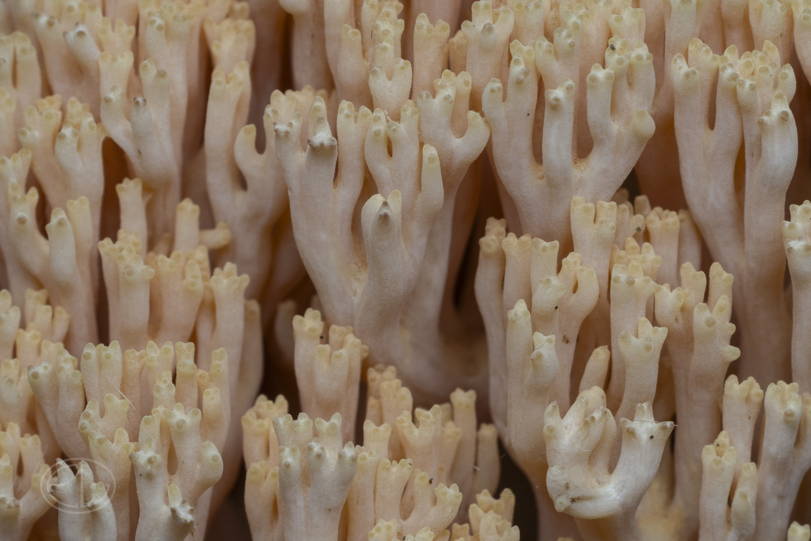 R7_H6835 Coral fungus.jpg