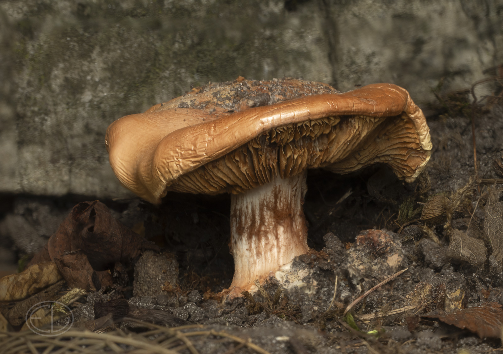 R7_H7329 Mushroom through mirror-Stacked (2).jpg