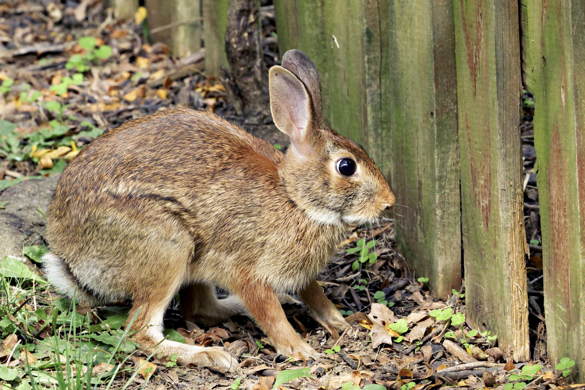 Rabbit2.jpg