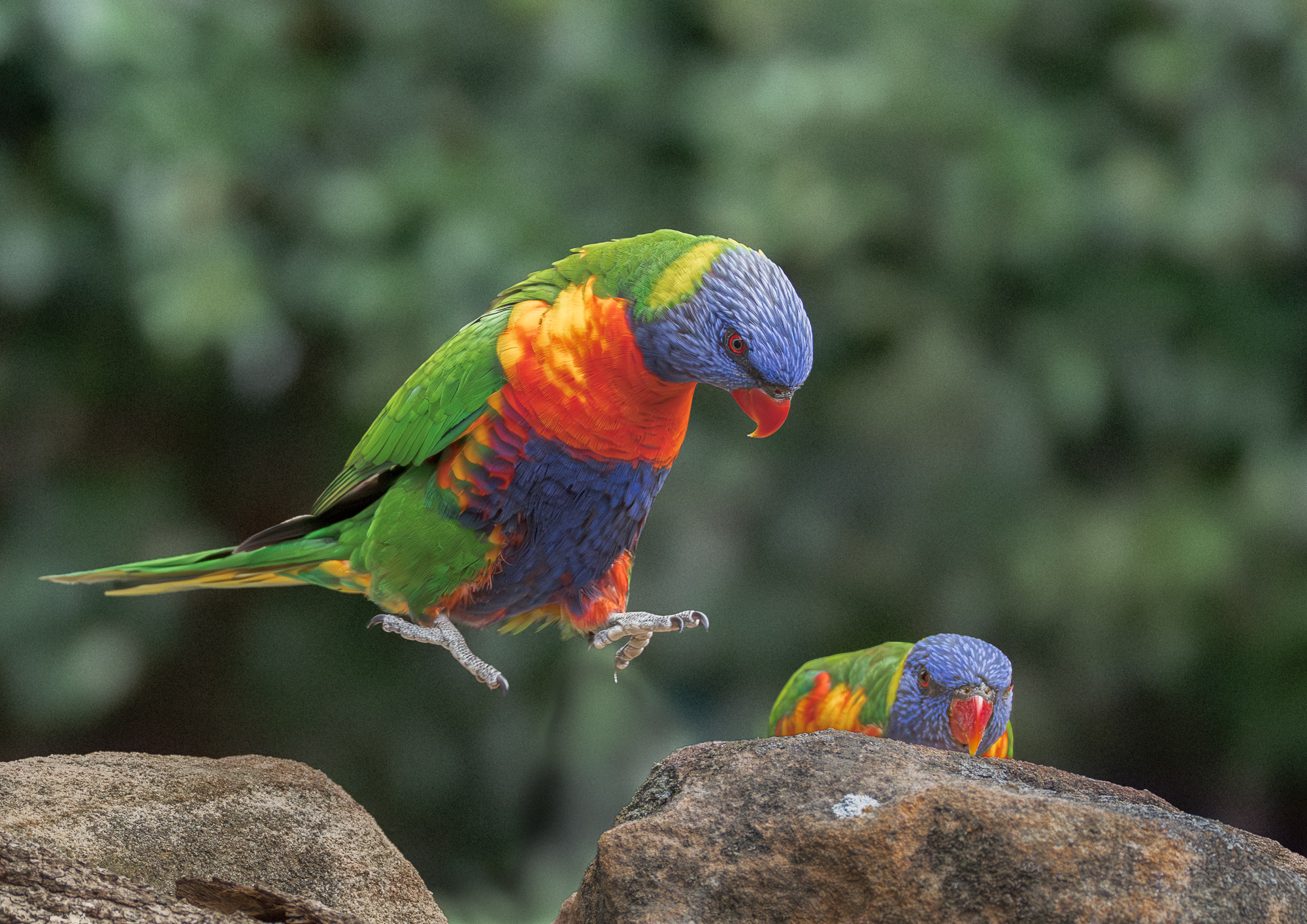 Rainbow Lorikeets