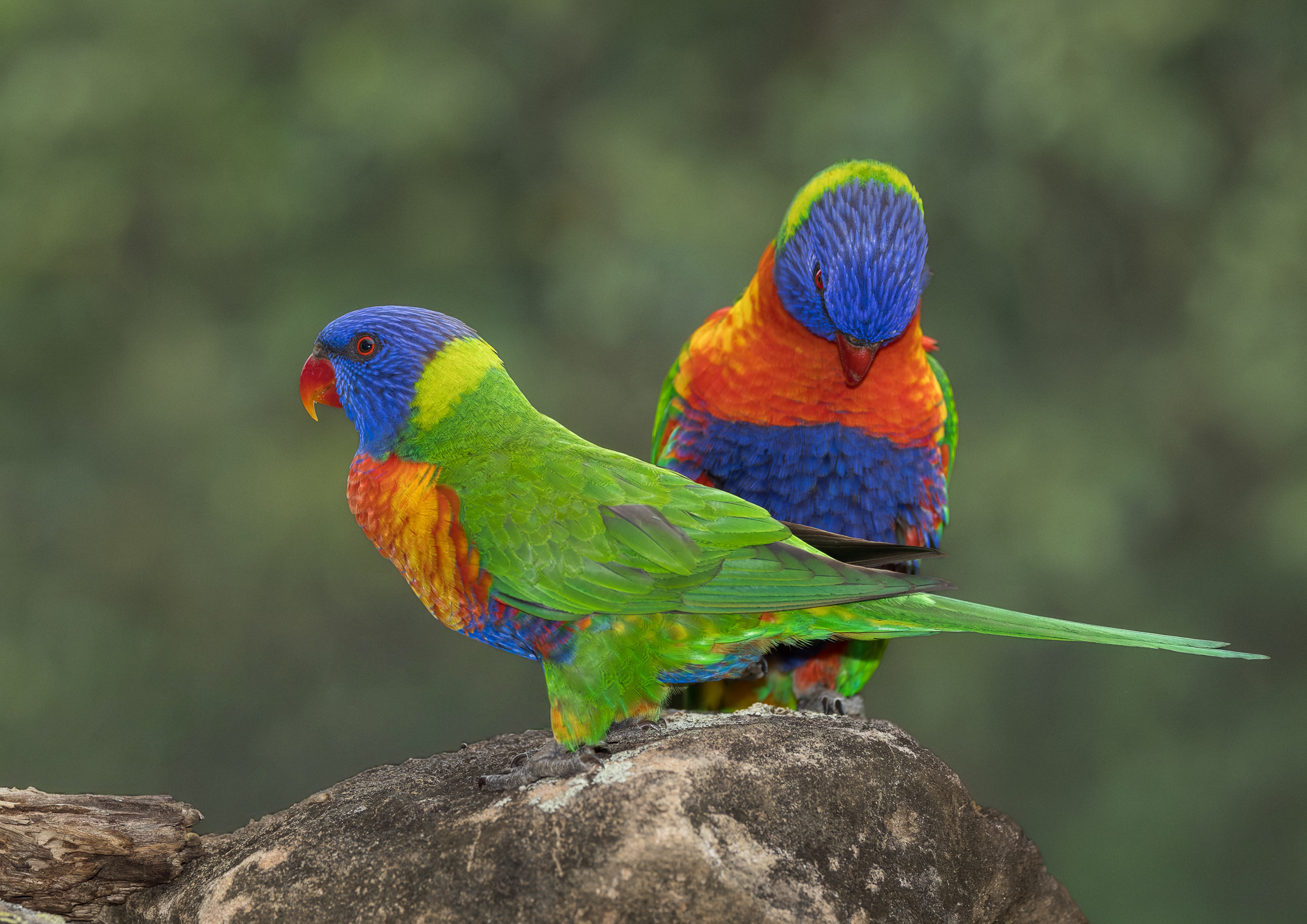 Rainbow Lorikeets Courting