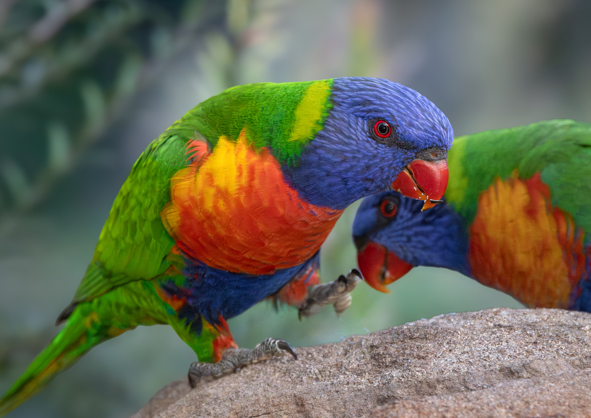 Rainbow Lorikeets