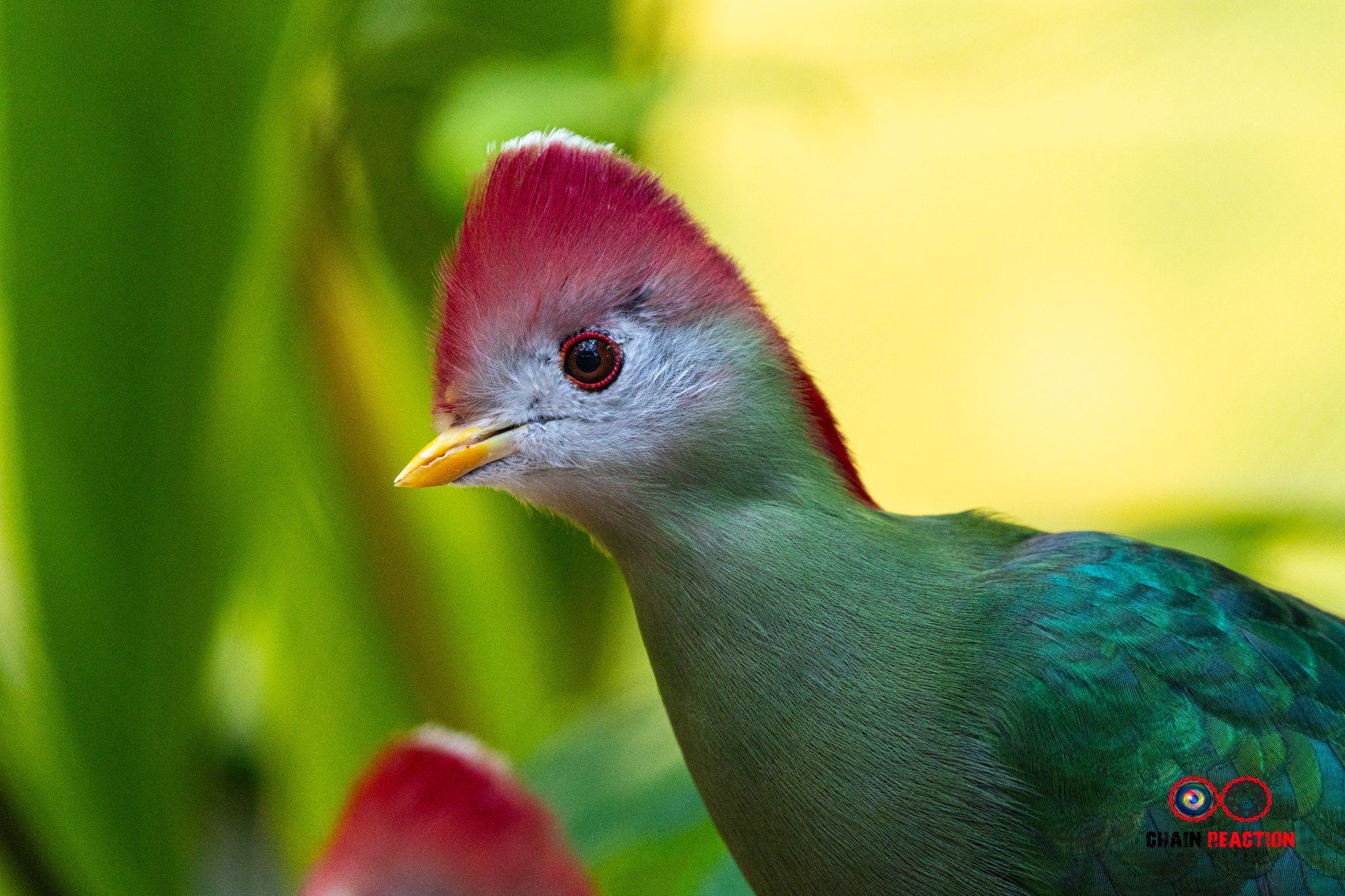 Red Credted Turaco.jpg