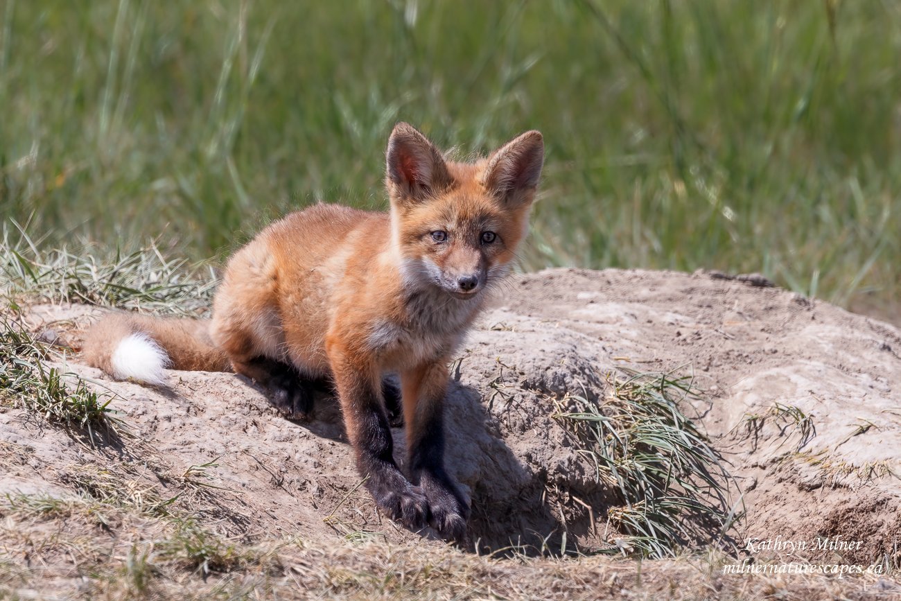 Red Fox kit.jpg