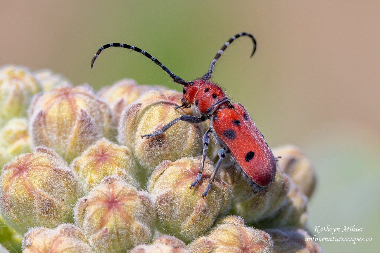 Red Milkweed Beetle on Milkweed buds.jpg