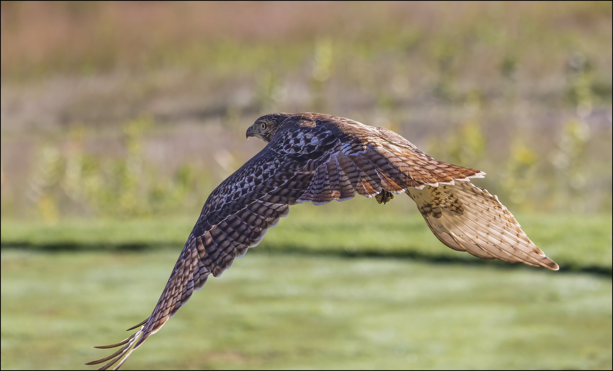 Red-tailed Hawk.jpg