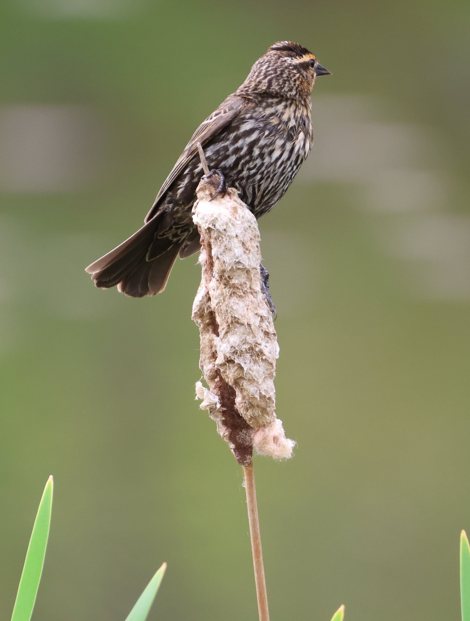 red wing blackbird 1.JPG