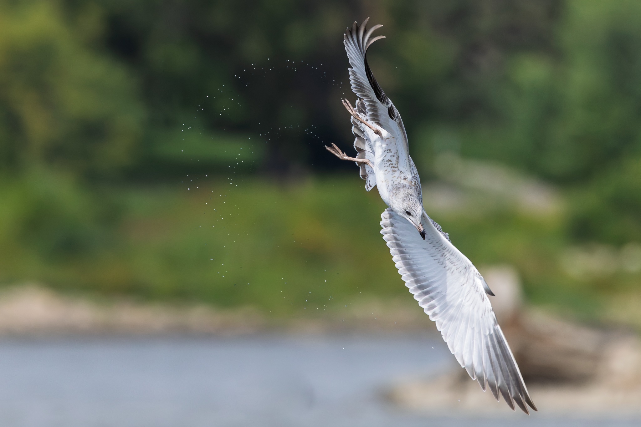 RFS-4346.jpg