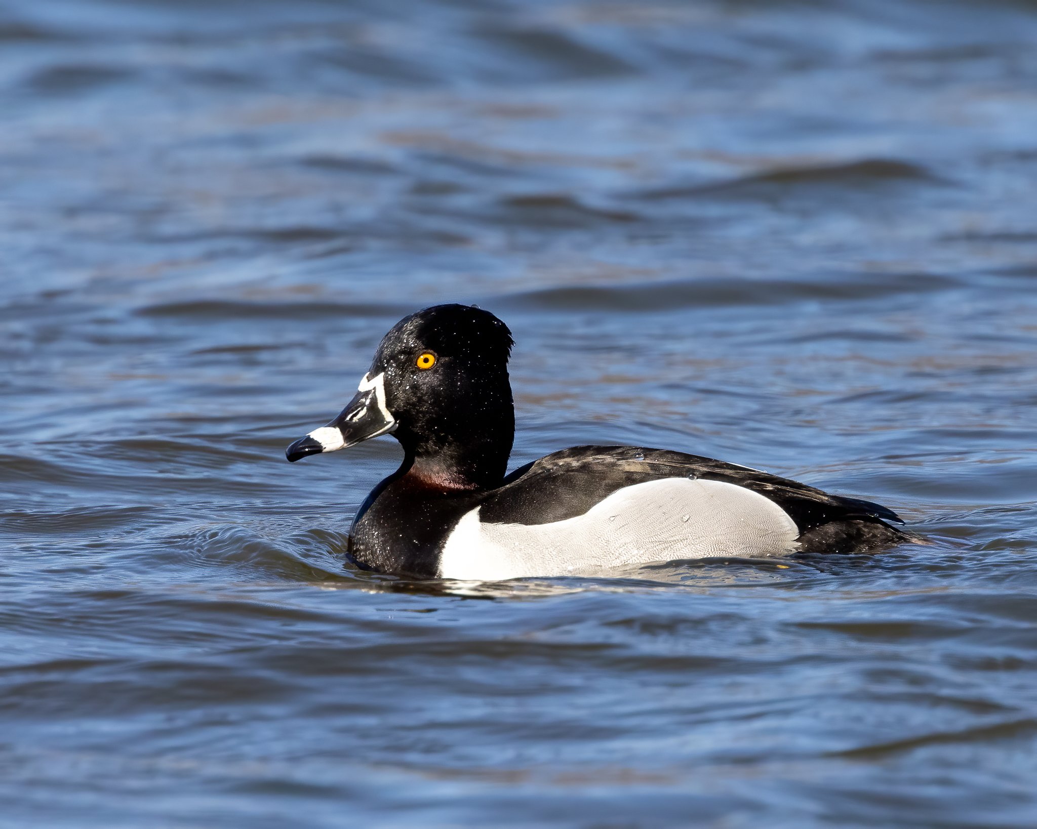 Ring-necked Duck side profile.jpg