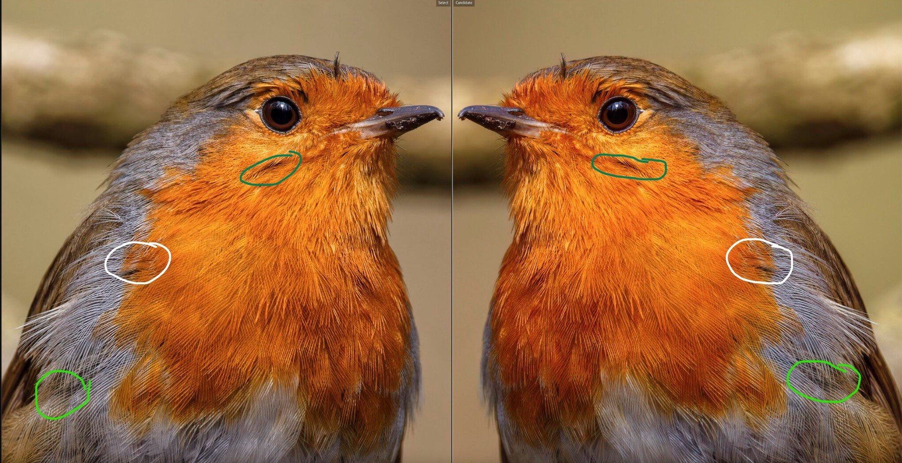 Robin vs Robin.jpg