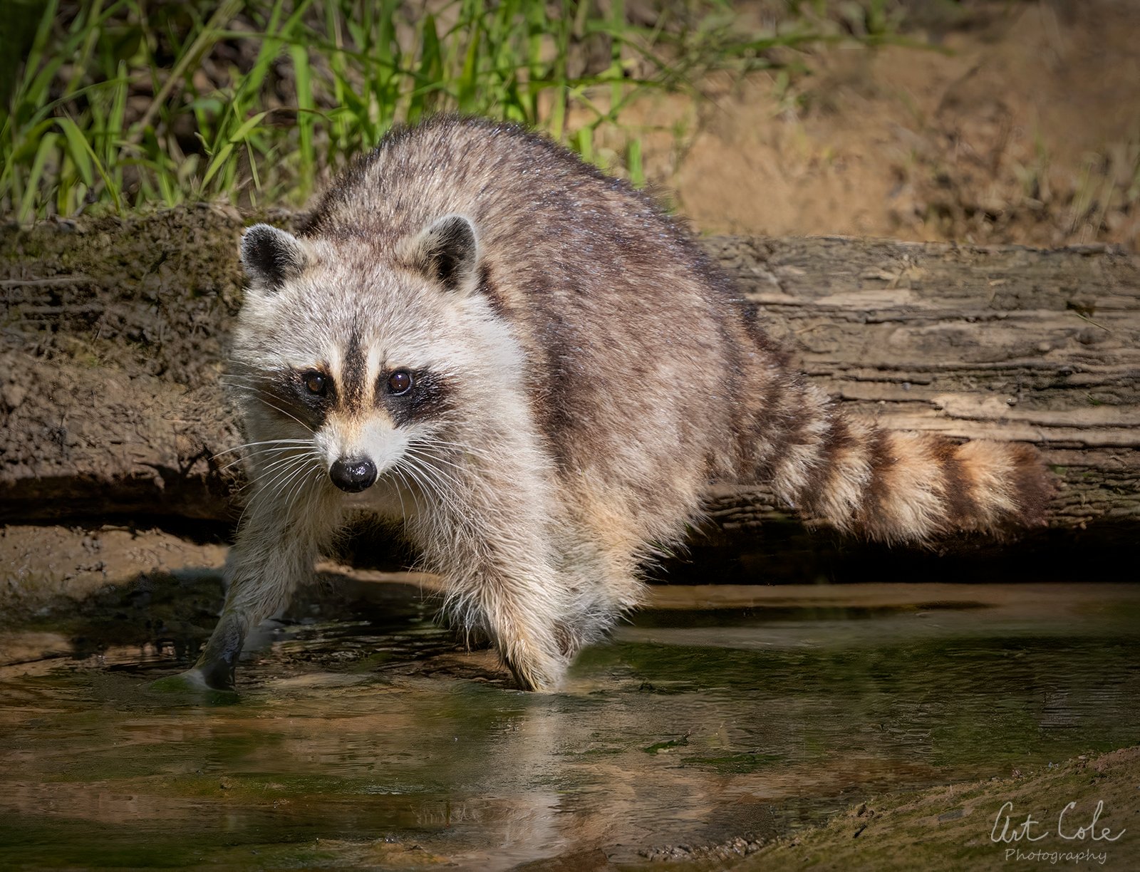 RockyRacoonSM.jpg