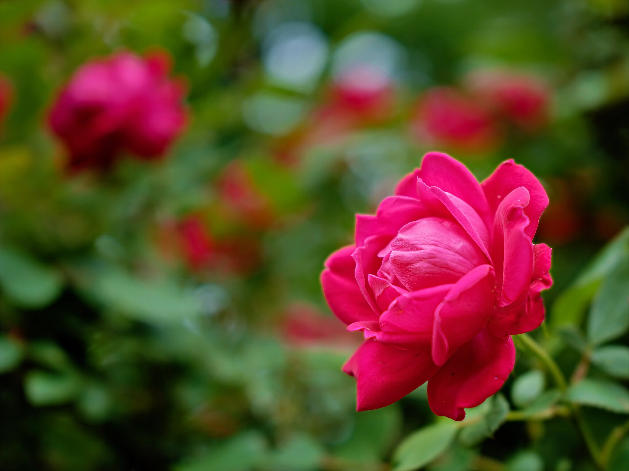 Rose1.jpg