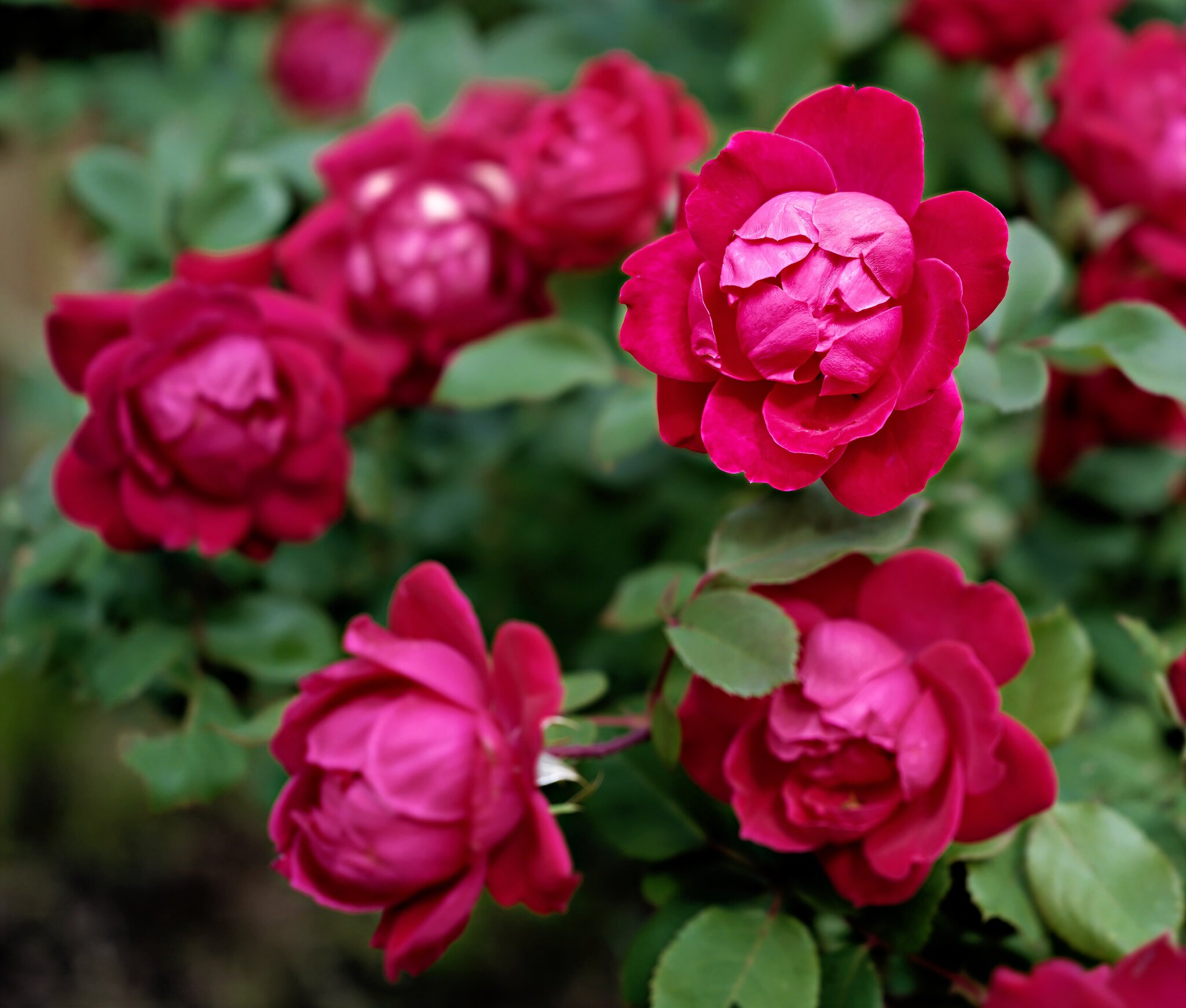 Rose2.jpg