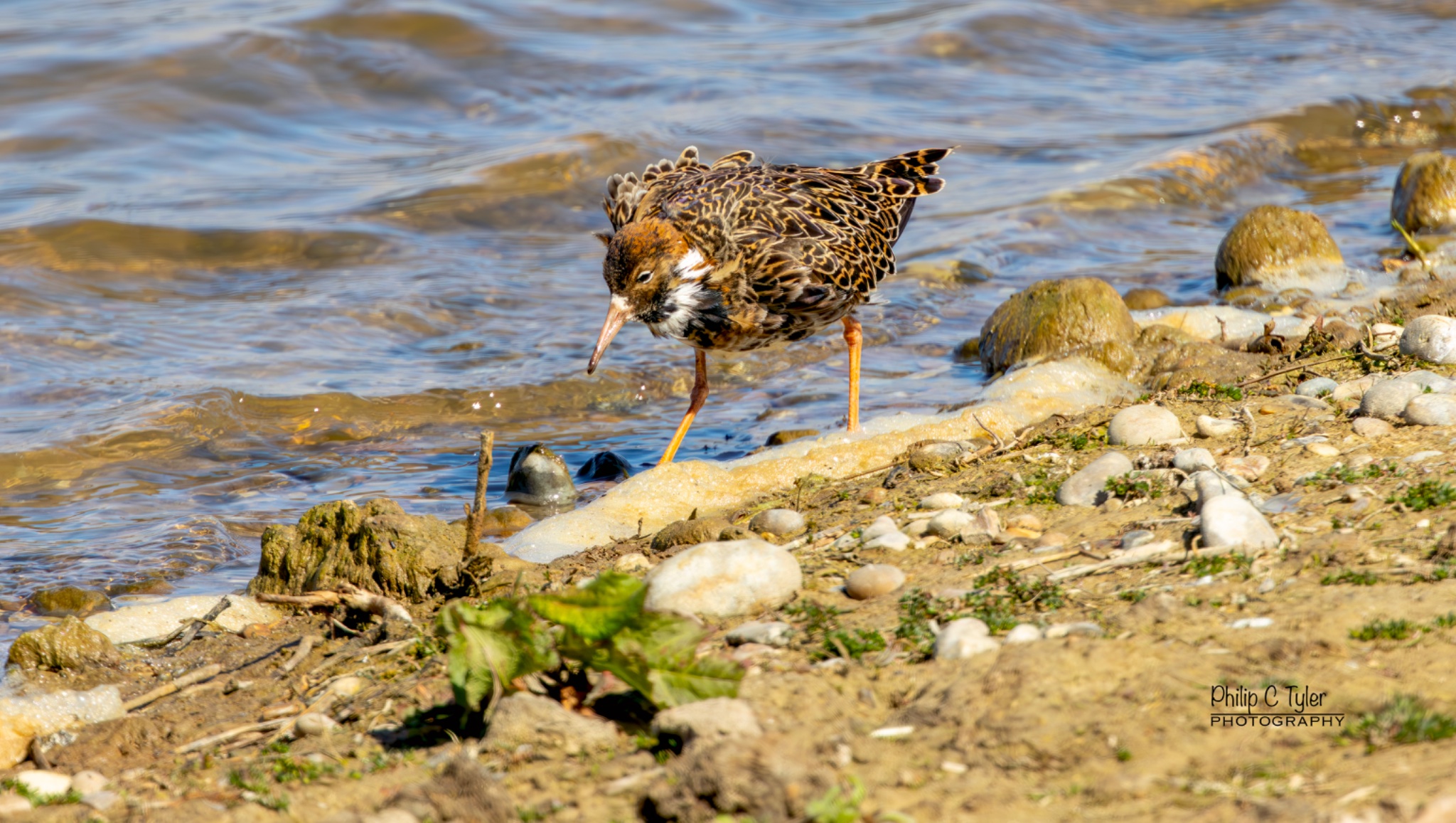 Ruff Minsmere R7-019886.jpg