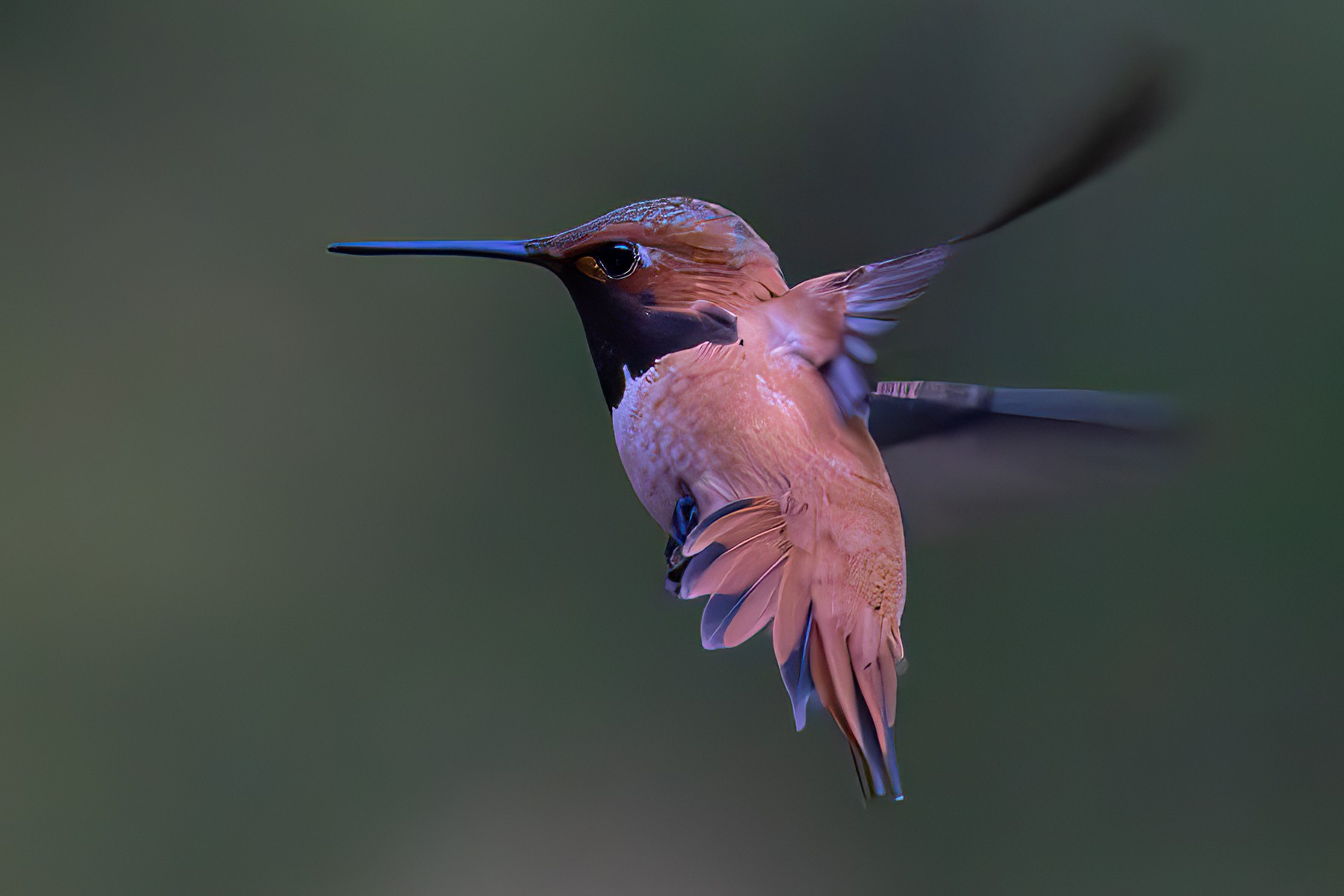 Rufous Hummingbird 3 6-12-23.jpg