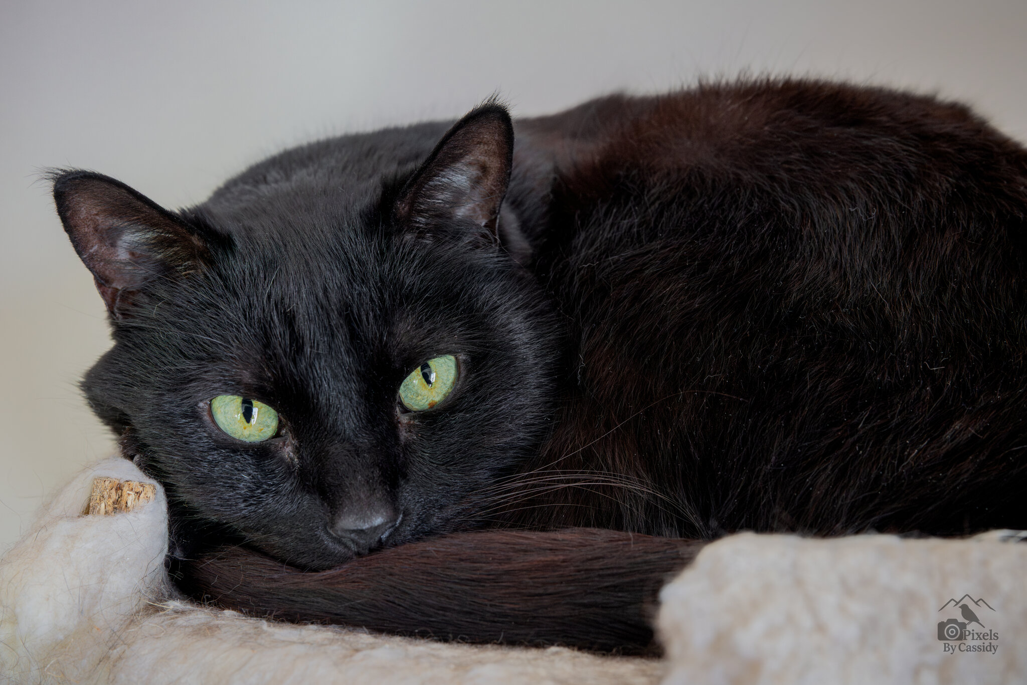 Salem Huddled on Cold Day-1.jpg